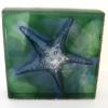 BOXED STARFISH:
Kiln cast glass sculptural block with starfish as reverse relief imagine. Coldworked,  knotched edges, and sand-blasted. Measures 8x8x1.75 inches thick. SOLD